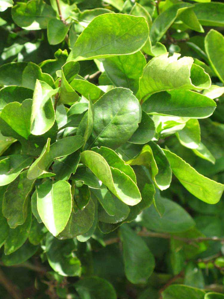              Sun leaves (Winter Haven, FL)       